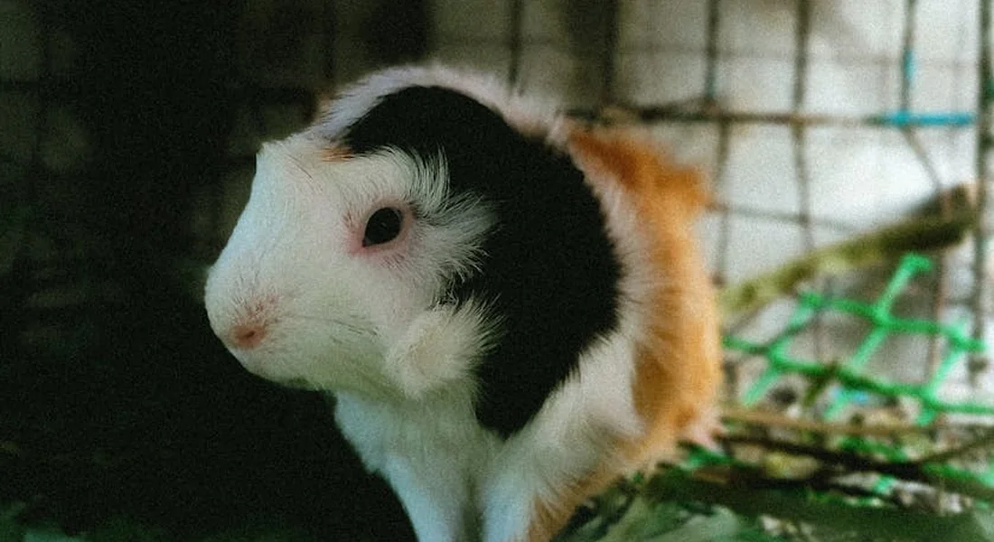 A fluffy guinea pig with white, black, and tan fur inside a cage, looking to the side.