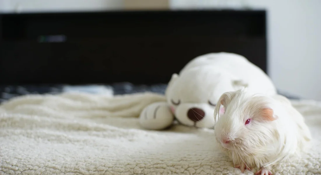 A small white guinea pig lying on a beige blanket beside a white plush stuffed animal in a cozy setting.