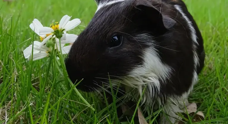 A black and white guinea pig nibbling on green grass beside a white daisy in an outdoor setting.