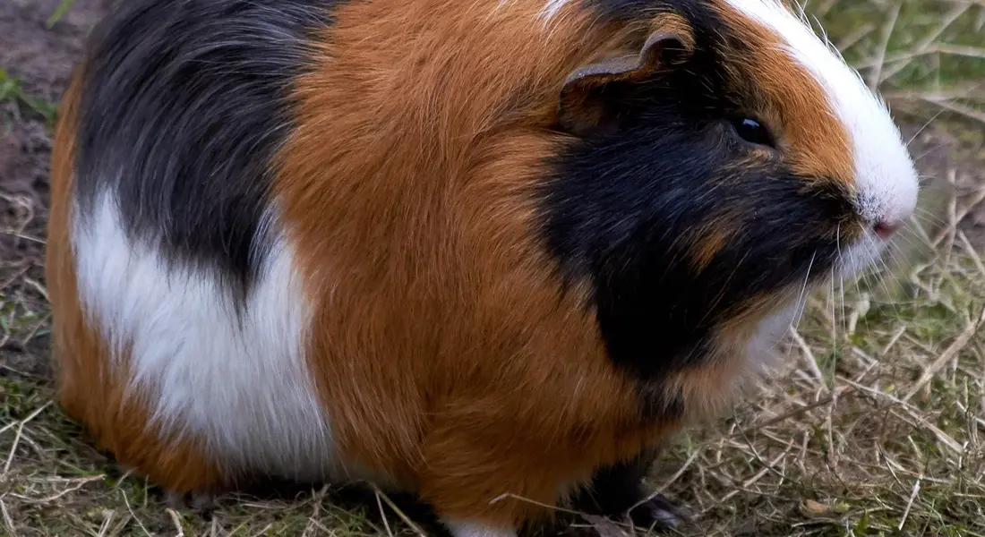 Tri-color guinea pig sitting on grass