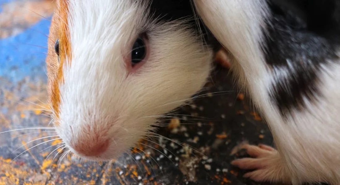 Close-up of a guinea pig with white and brown fur, gazing toward the camera, on blue background with scattered bedding.