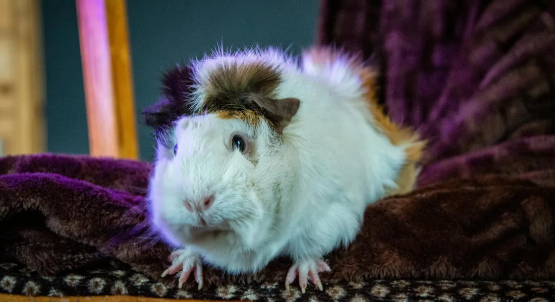 A fluffy white guinea pig with brown and black markings resting on a plush purple blanket.
