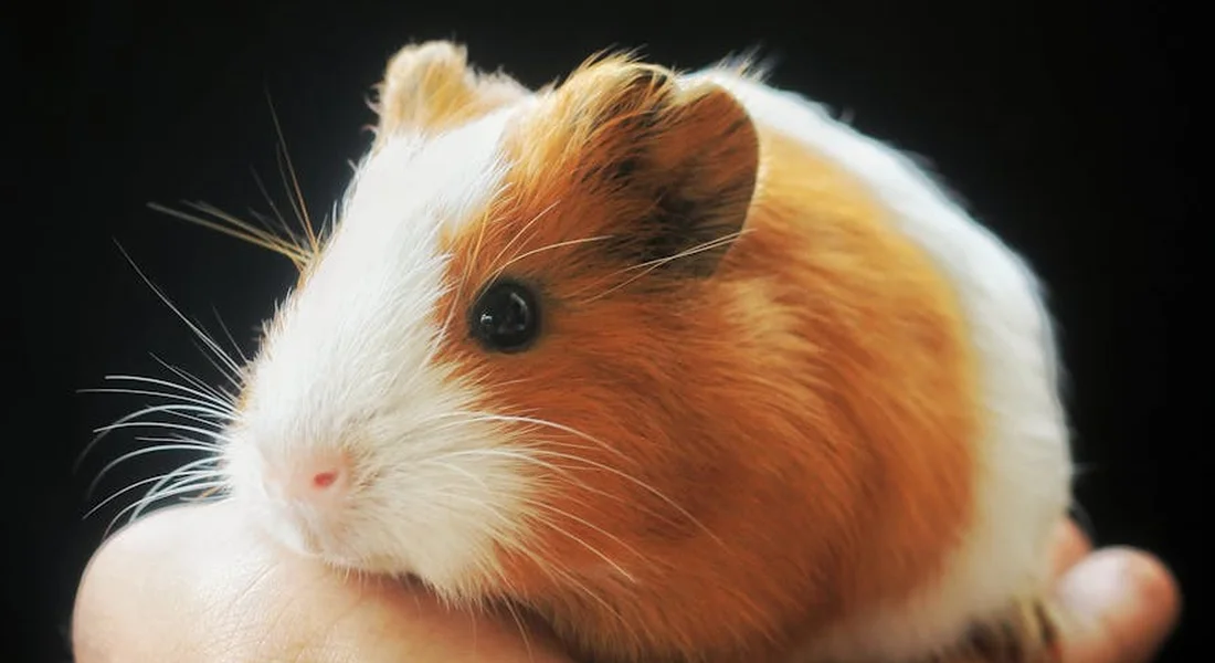Close-up of a white and orange guinea pig held in a human hand against a dark background.