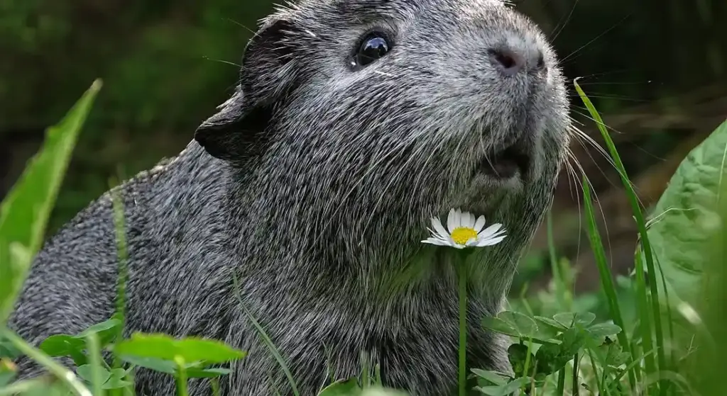 Can Guinea Pigs Fart, Burp, or Vomit? Digestive Facts