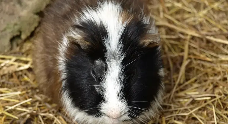 A fluffy black and white guinea pig sitting on straw, ready for floor-time play.
