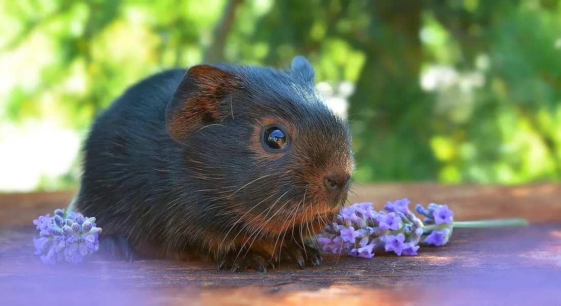 A black guinea pig sits on a wooden surface with purple flowers nearby in a sunny outdoor setting.