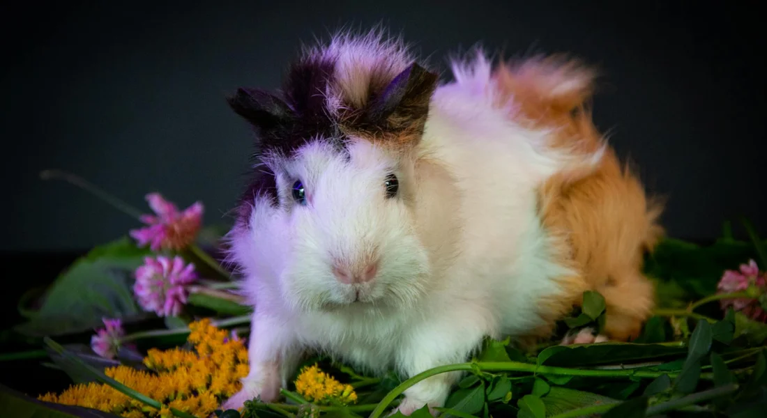 A fluffy white and brown guinea pig sits among pink and yellow flowers against a dark background.