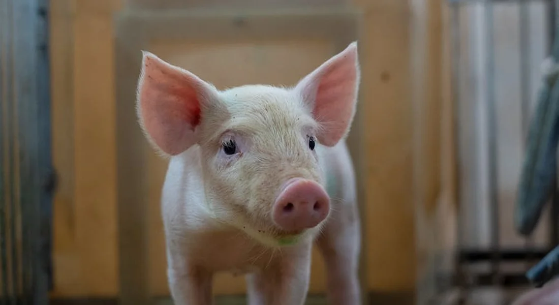 Close-up of a light pink guinea pig with large ears standing indoors, looking toward the camera.