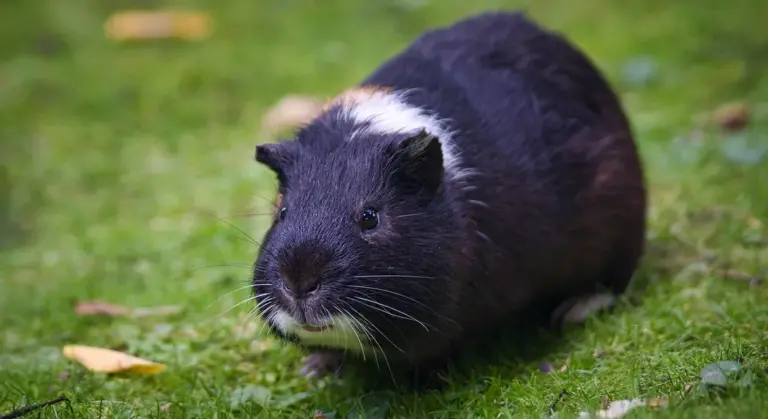 A black guinea pig with white markings standing on green grass