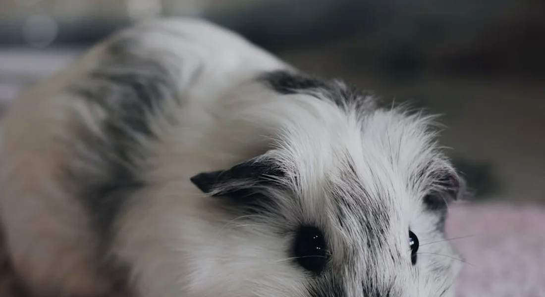 Close-up of a fluffy white guinea pig with black markings, facing slightly toward the camera.