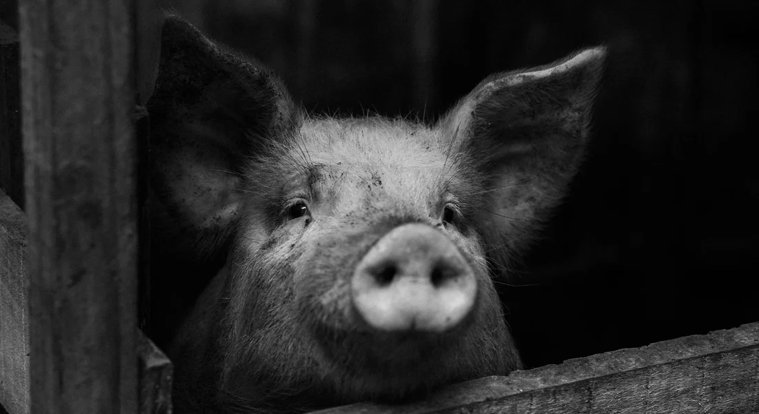 Close-up of a guinea pig peering over a wooden barrier, shown in black and white.