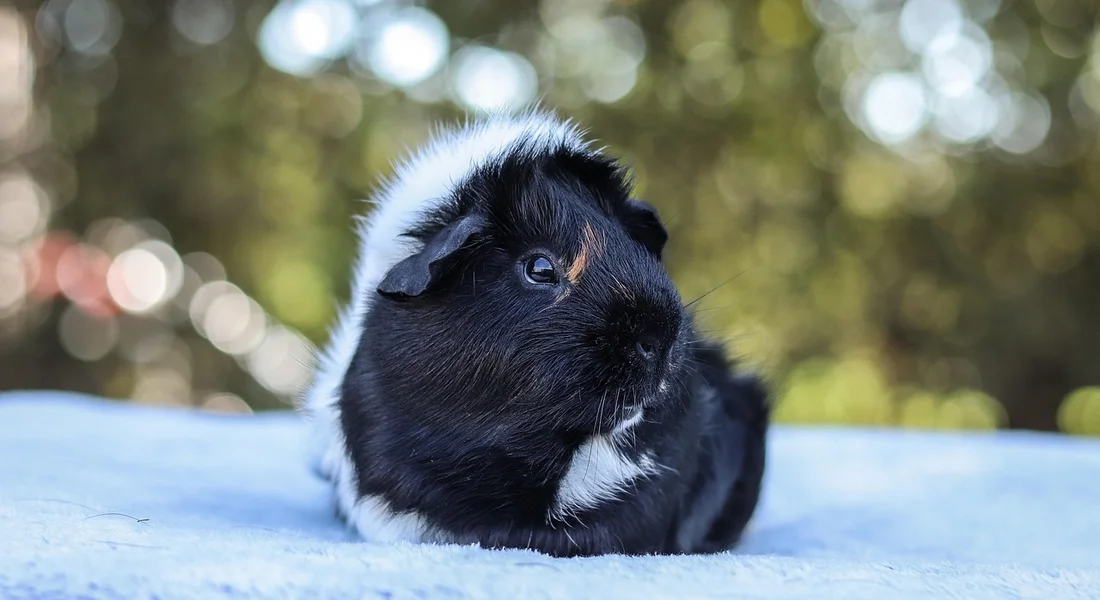 Close-up of a black and white guinea pig resting on a light surface with a blurred outdoor background