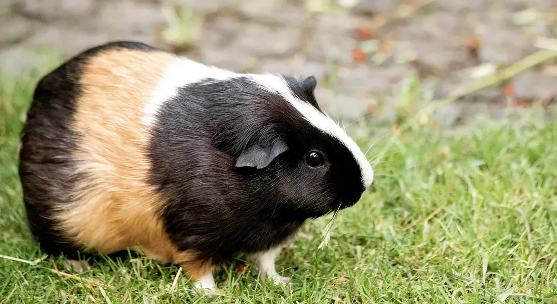 A tri-colored guinea pig (black, white, and brown) sits on green grass.