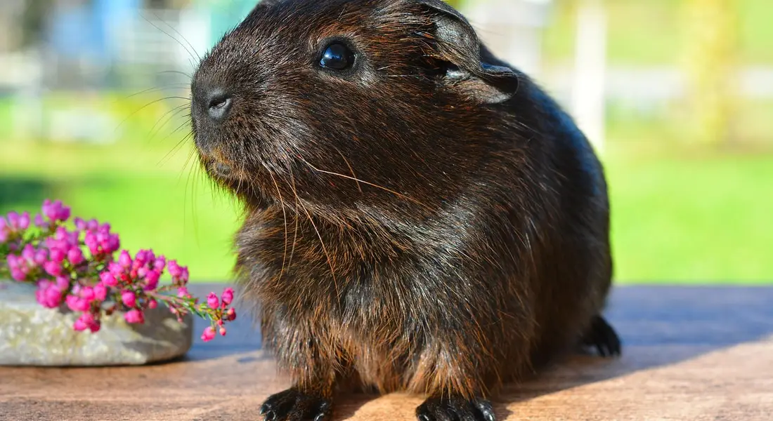 Close-up of a brown guinea pig on a wooden table with a blurred green garden background.