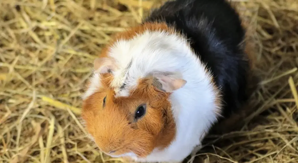 Guinea Pig Seasonal Grooming: Summer vs Winter Care Guide
