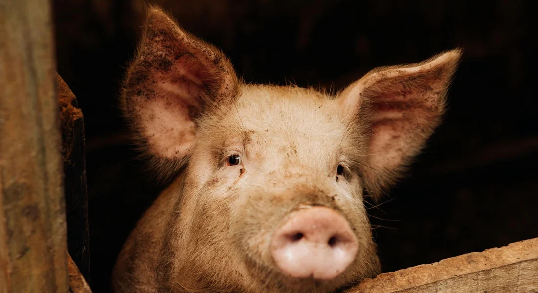 Close-up of a pale piglet with a pink snout peering from a wooden stall.