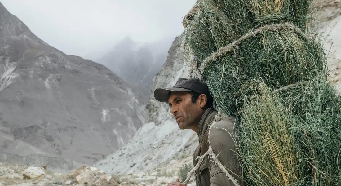 A person carrying a large bundle of hay on their back in a rocky, mountainous landscape