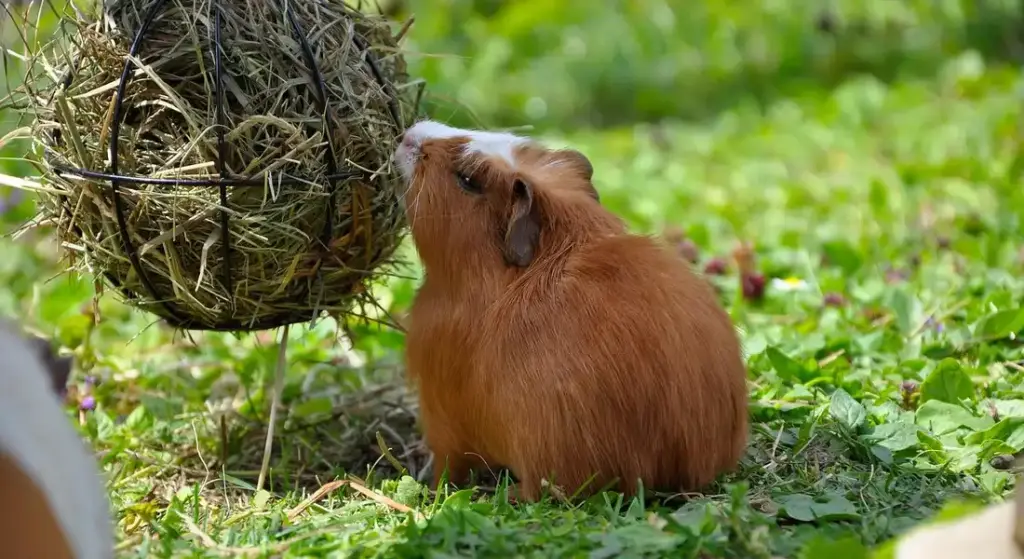 Can Guinea Pigs Eat Lentils and Sprouts?