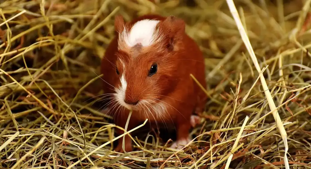 Common Mistakes That Disrupt Guinea Pig Herd Harmony