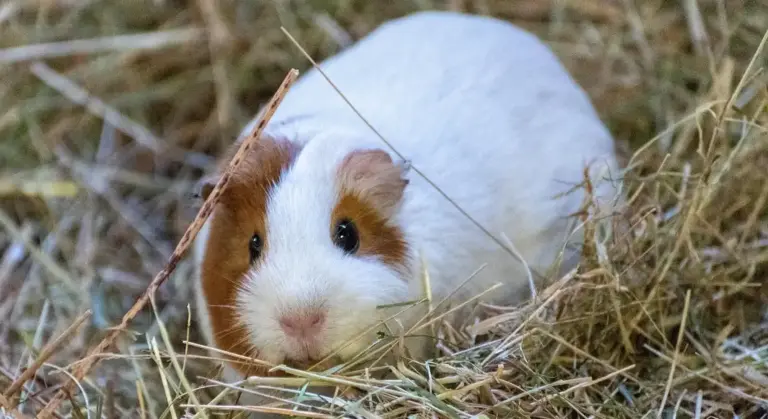 Close-up of a white and brown guinea pig among hay, looking at the camera
