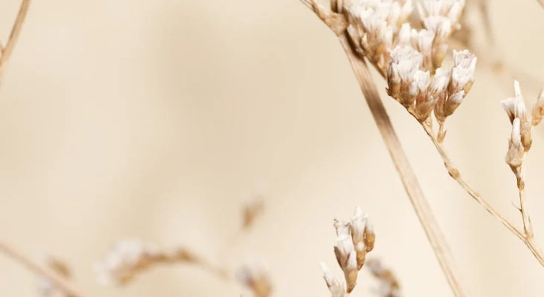 Close-up of dried hay stems on a pale beige background.