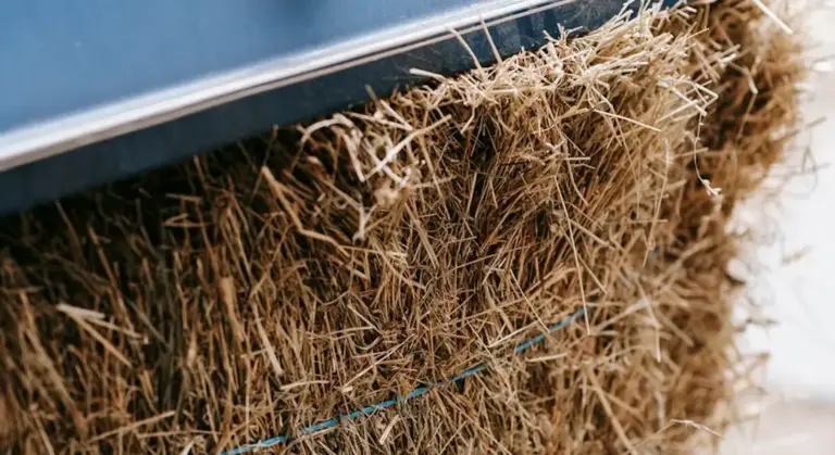Close-up of dried guinea pig hay stored in a container, showing a fibrous, dry texture