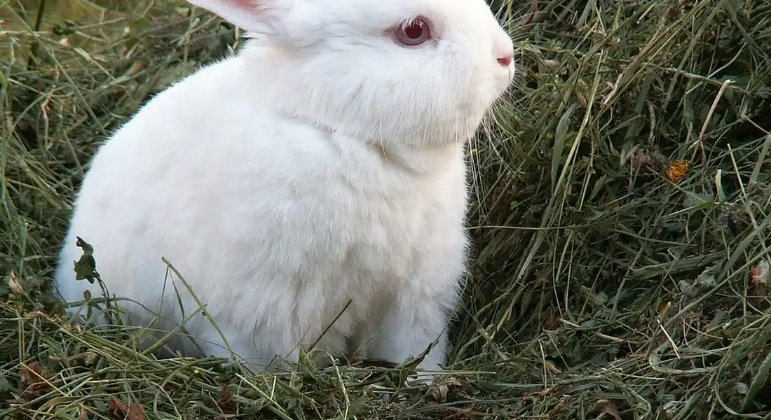 White guinea pig sitting in a bed of dry hay