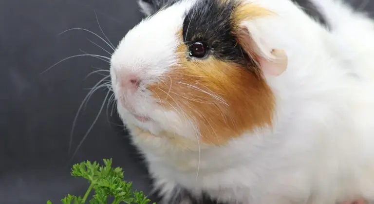 Close-up of a tri-colored guinea pig (white, black, and orange) with a small sprig of parsley in the foreground.