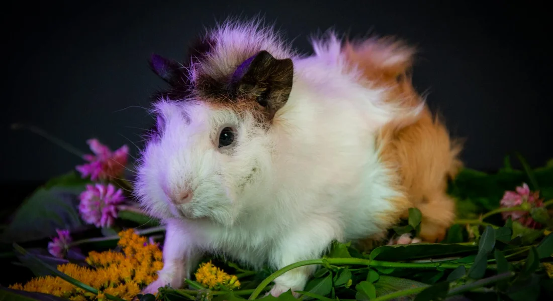 Fluffy white and tan guinea pig on a bed of colorful flowers against a dark background.