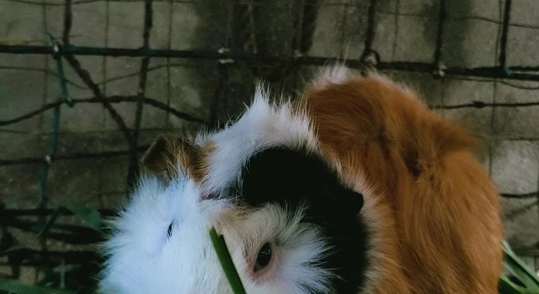 Close-up of a tri-color guinea pig (white, black, and brown) nibbling on a green blade of grass inside a cage.