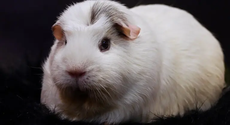 A fluffy white guinea pig with light brown ears resting on a dark surface.