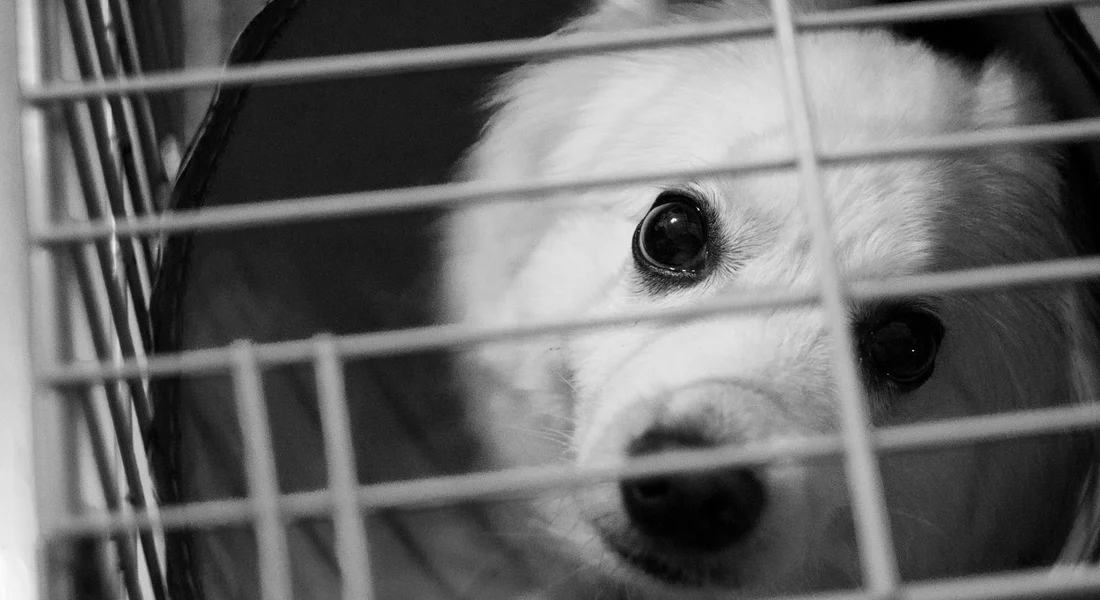 Close-up of a guinea pig peering through cage bars