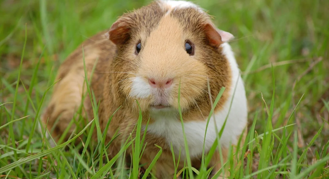 Brown and white guinea pig sitting in green grass, facing the camera