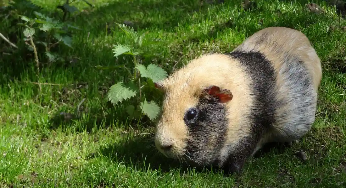 A guinea pig standing on green grass outdoors