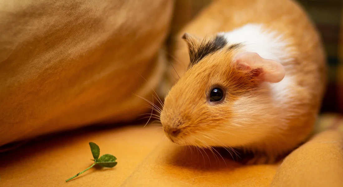 Close-up of a brown and white guinea pig on an orange blanket, with a small green leaf nearby.
