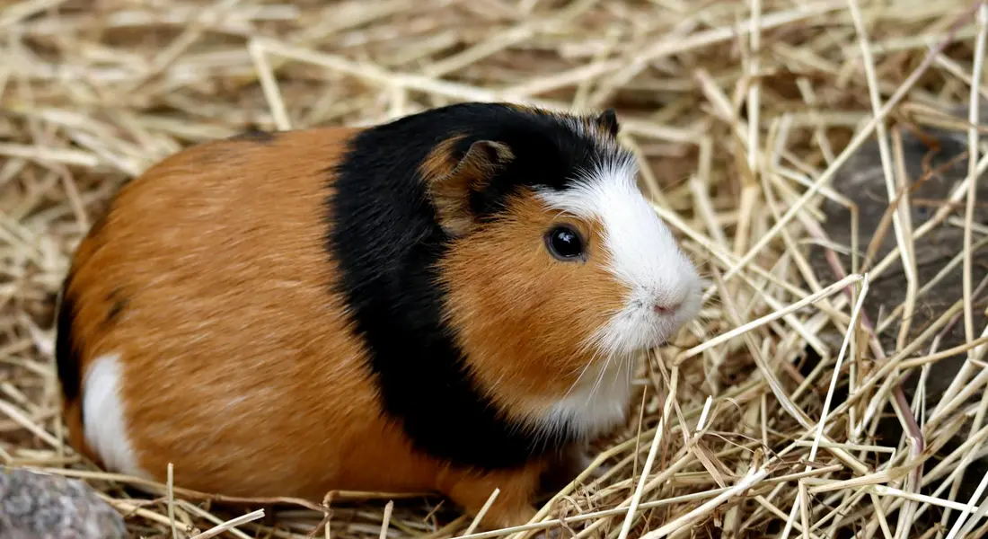 A tri-color guinea pig (orange-brown, black, and white) resting on straw bedding.