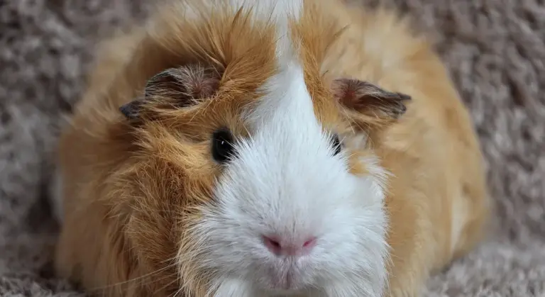 Close-up of a fluffy guinea pig with white and brown fur, gazing at the camera on a soft beige background.