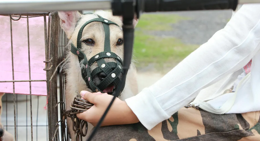 Guinea pig wearing a green protective muzzle inside a wire cage, held by a person wearing a white sleeve.