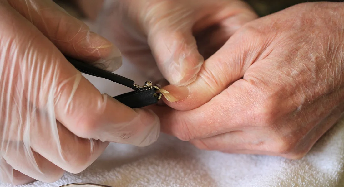 Close-up of gloved hands using nail clippers to trim a guinea pig's nail.