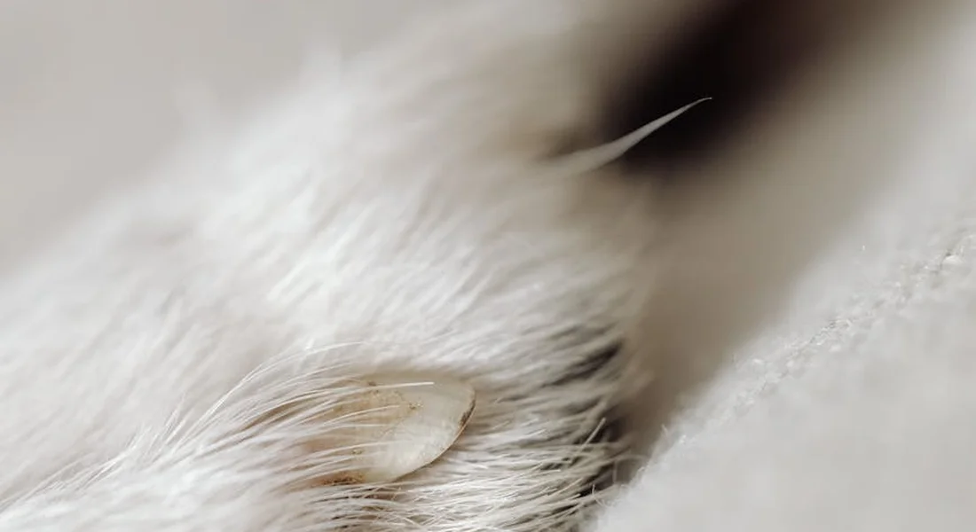Close-up of a guinea pig's paw with soft white fur, focusing on a compact nail