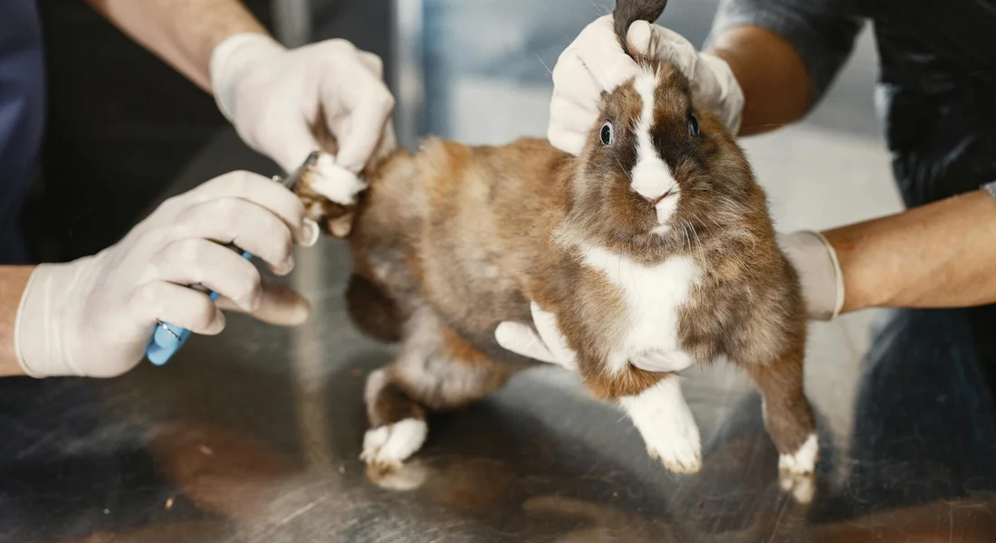 Guinea pig on a table with nails being trimmed, held by gloved hands.