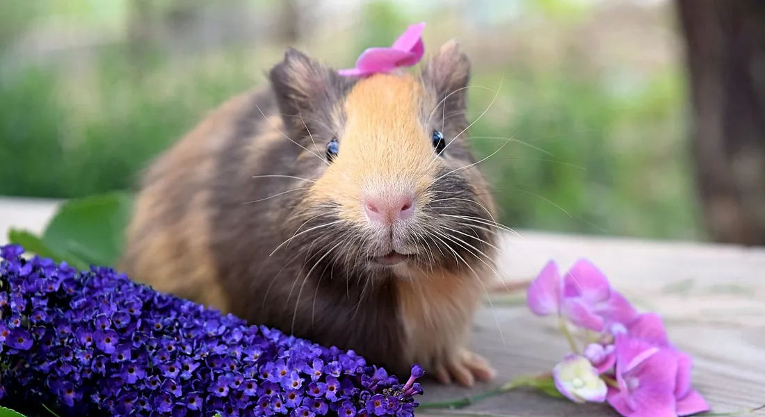 A tri-color guinea pig with a pink bow sits beside purple flowers, with a soft green background.