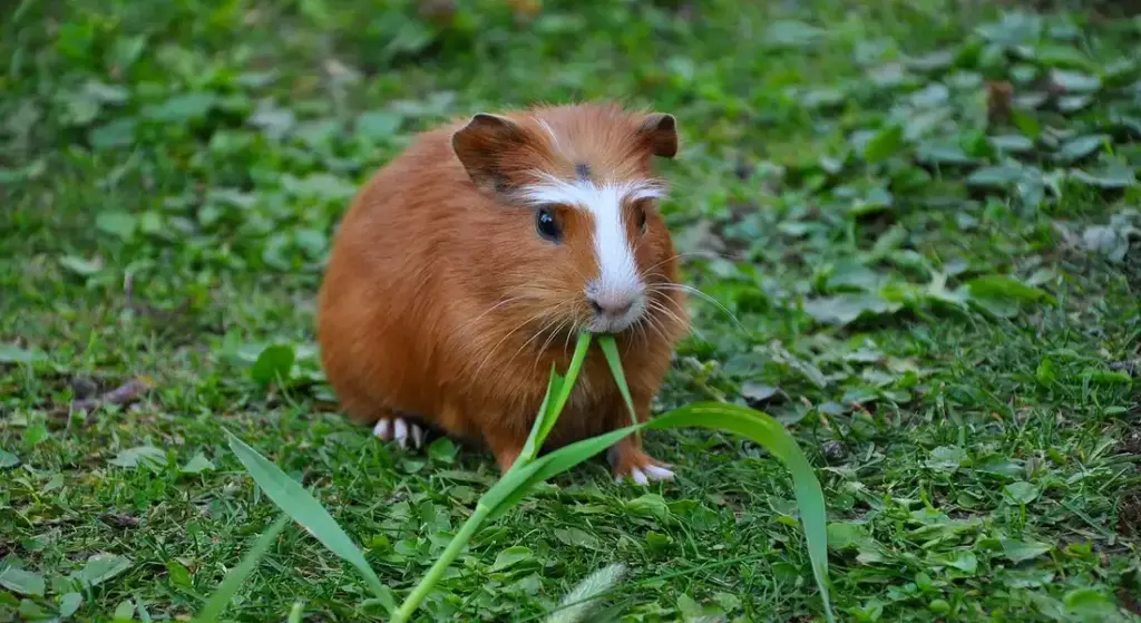Are Guinea Pigs Easy or Hard to Care For?