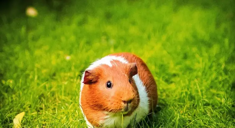 Brown and white guinea pig on lush green grass