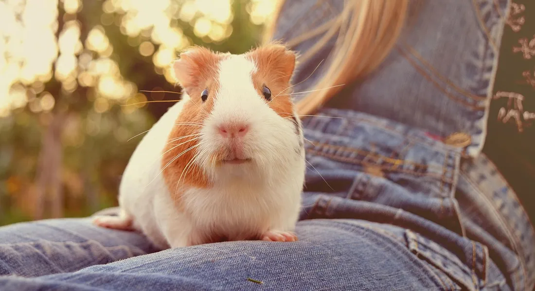 A guinea pig perched on a person's lap, wearing blue jeans, bathed in warm sunset light.