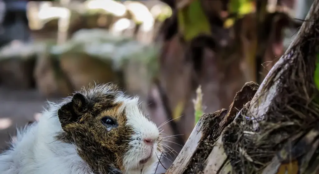 Safe Outdoor Play for Your Guinea Pig: A Smooth Transition Guide