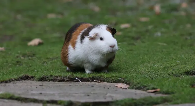A guinea pig on green grass outdoors, basking in sunlight.