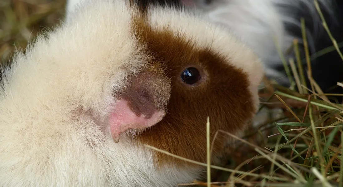 Close-up of a fluffy white guinea pig with a brown face resting on hay