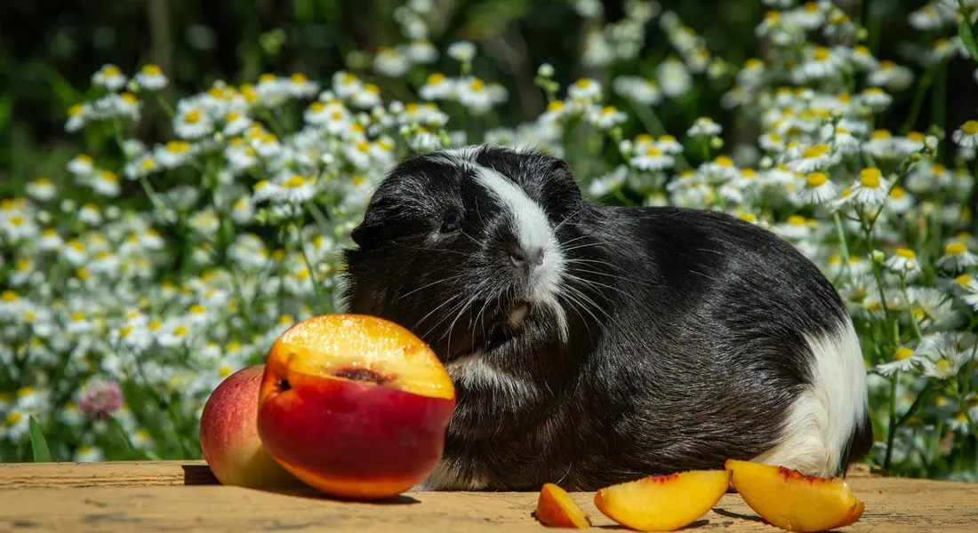 A black and white guinea pig sits on a wooden surface beside ripe peach slices outdoors, with small white flowers in a sunny garden background.