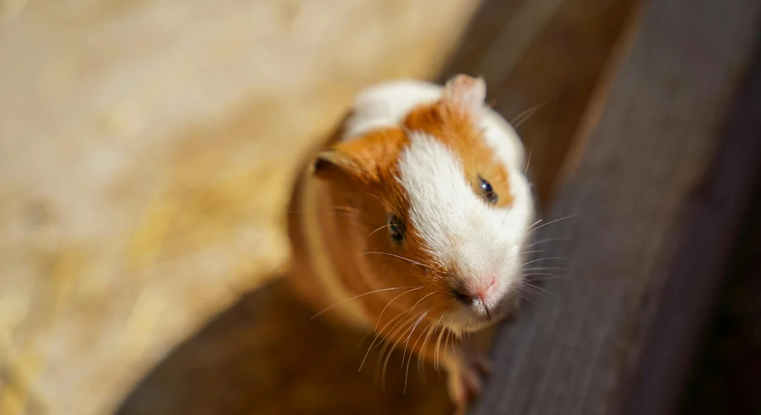 Close-up of a guinea pig with white and brown fur, peering up from a wooden enclosure.